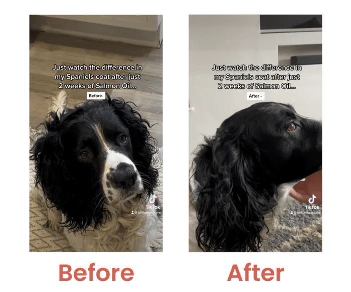 Brilliant Salmon Oil for Dogs & Cats