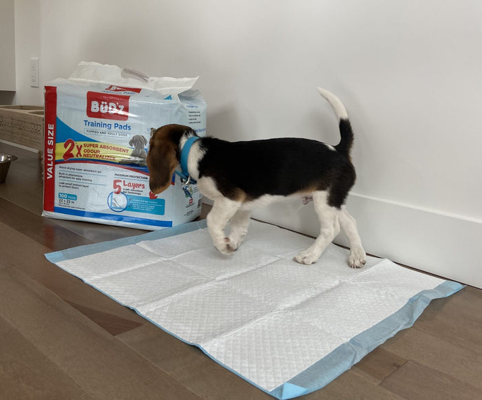Bud'Z 🍁5 Layer Training Pads 22" x 22" for Puppies and Dogs